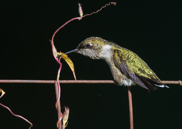 Hummingbird rubbing bill