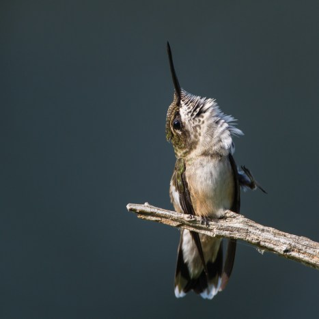 Hummingbird scratching 1