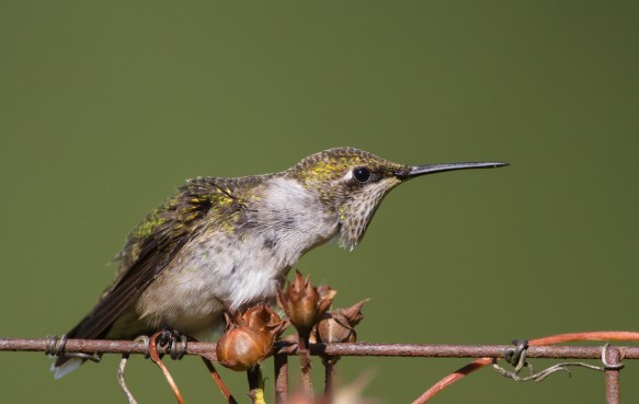 hummingbird threat display 1