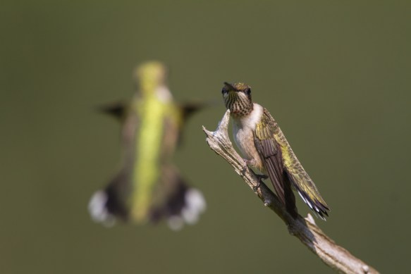 hummingbird threat display with another bird in view