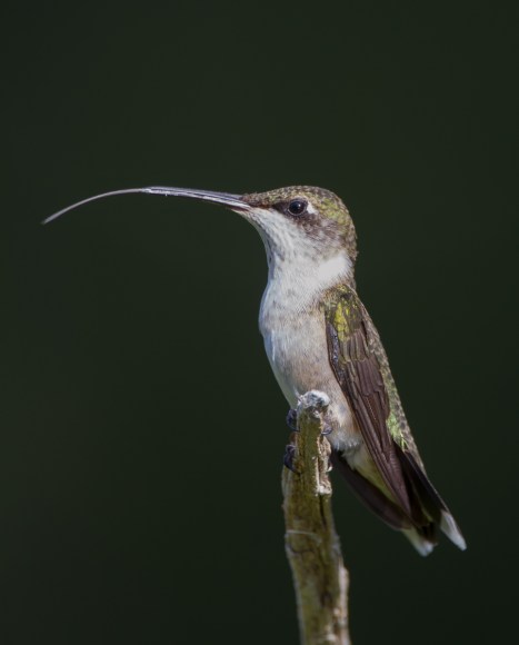 hummingbird tongue
