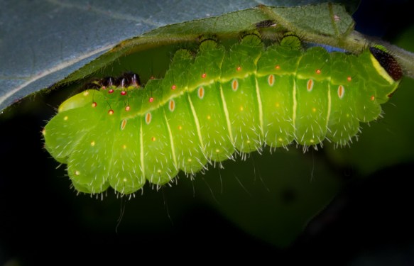 Luna caterpilar on Persimmon
