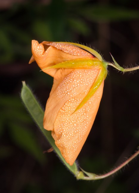 Partridge Pea flower after blooming 1