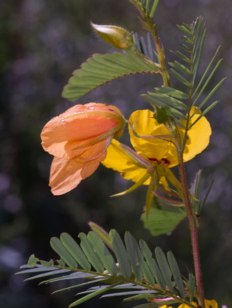 Partridge Pea flower as it fades