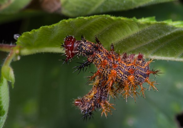 Question Mark larva late instar 1