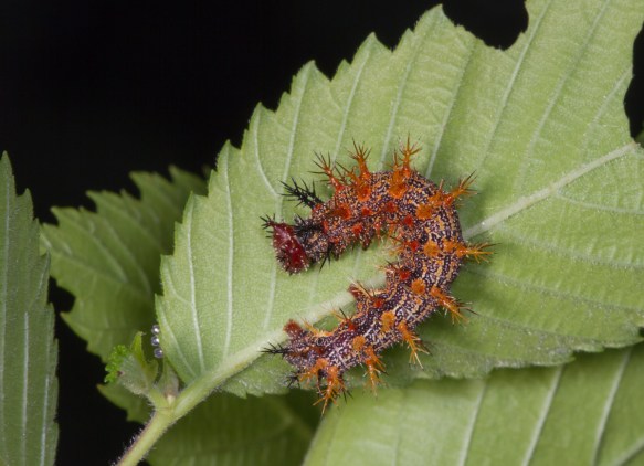 Question Mark larva late instar