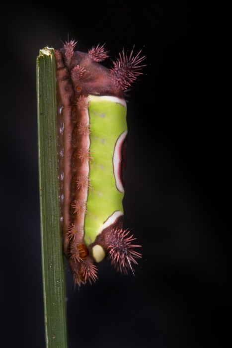 Saddleback caterpillar side view