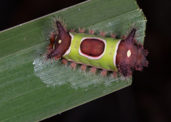 Saddleback caterpllar top view