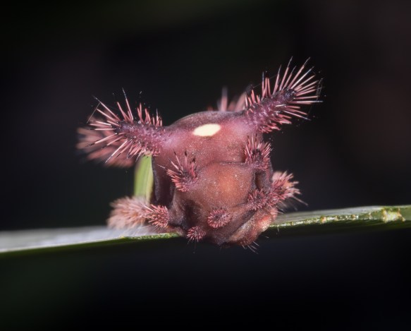 Saddleback caterpillar