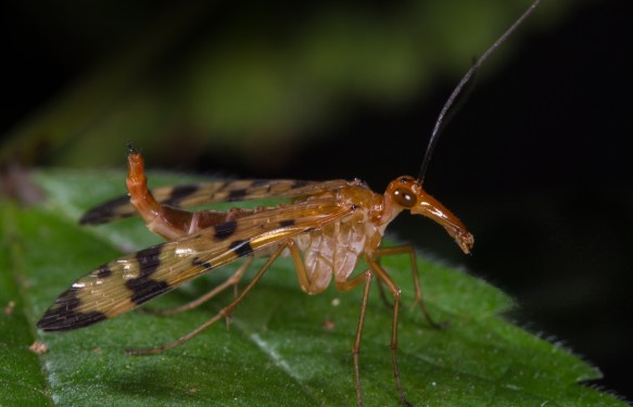 Scorpion Fly 1