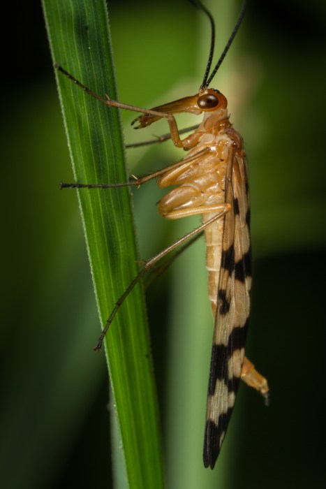 Scorpion Fly 3