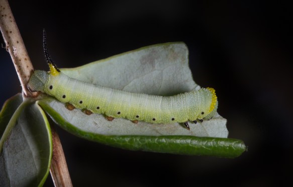 Snowberry Clearwing larva mid instar