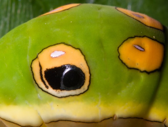 Spicebush swallowtail fake eye