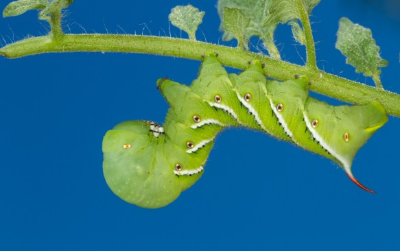 Tobacco Hornworn on tomato