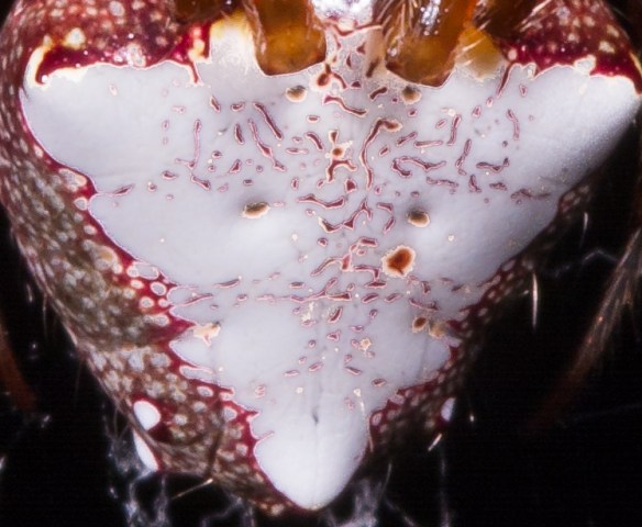 Triangulate Orb Weaver abdomen