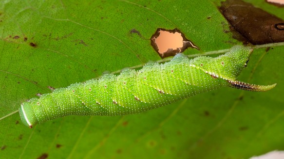 Walnut Sphinx caterpillar late instar
