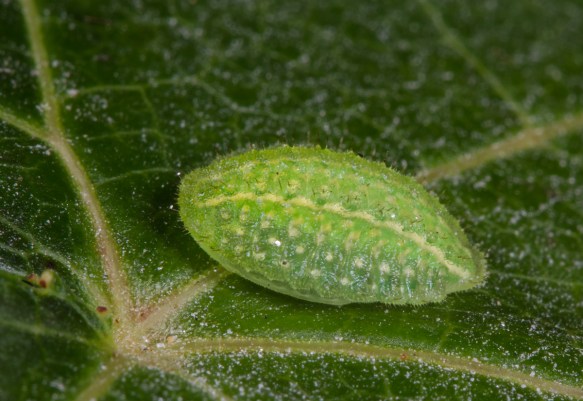 Yellow-shouldered Slug 1