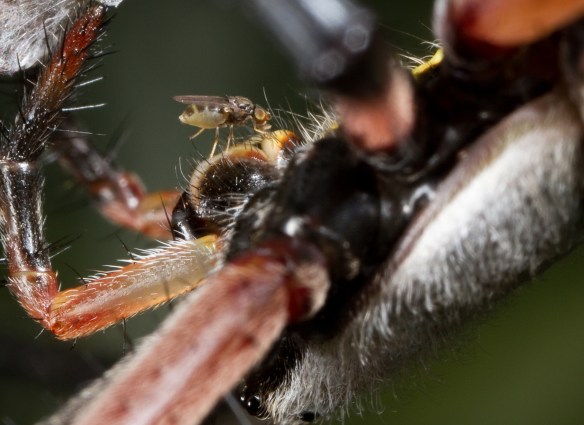 Argiope with freeloder fly