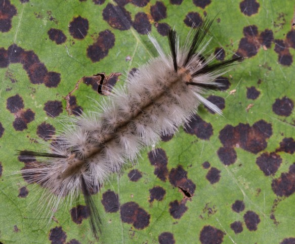 Banded Tussock on spotted leaf 1