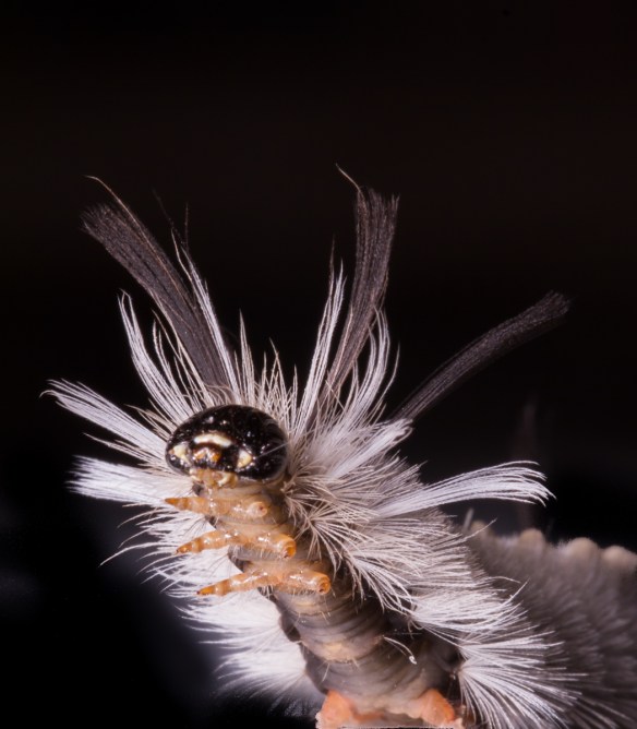 Banded Tussock raising head