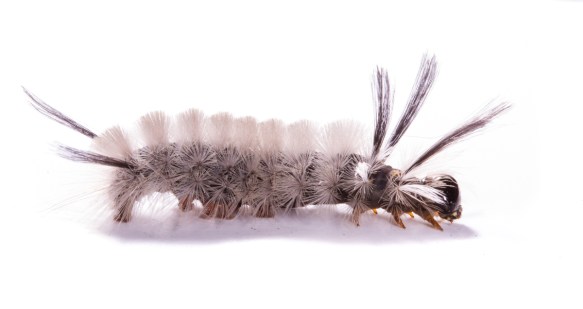 Banded Tussock side view on white