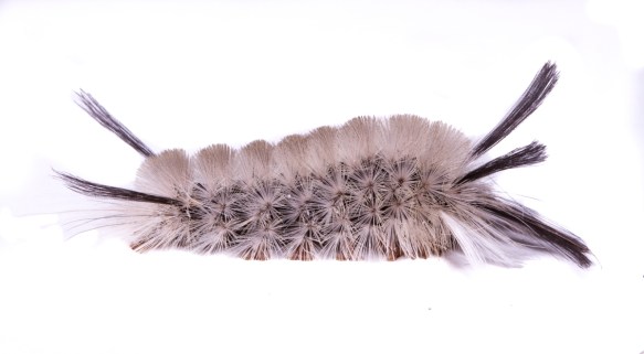 Banded Tussock side view