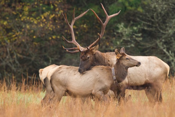 Bull Elk checking a cow in his harem