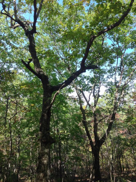 Chestnut Oak forest
