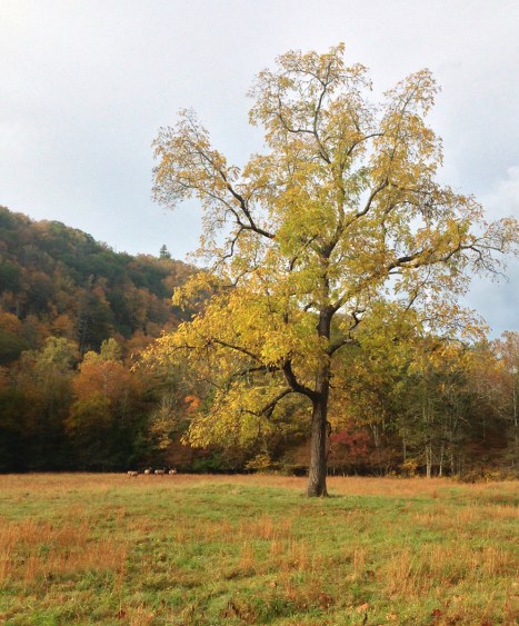 Elk meadow in Cataloochee Valley