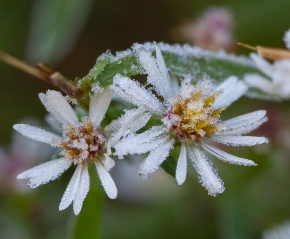 Frost Aster flower
