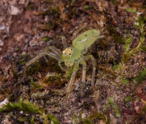 Magnolia Green Jumper on tree trunk