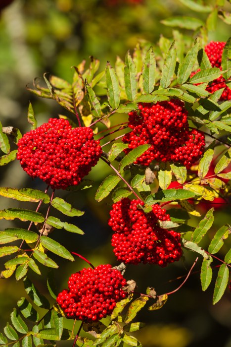 Mountain Ash berries 1g