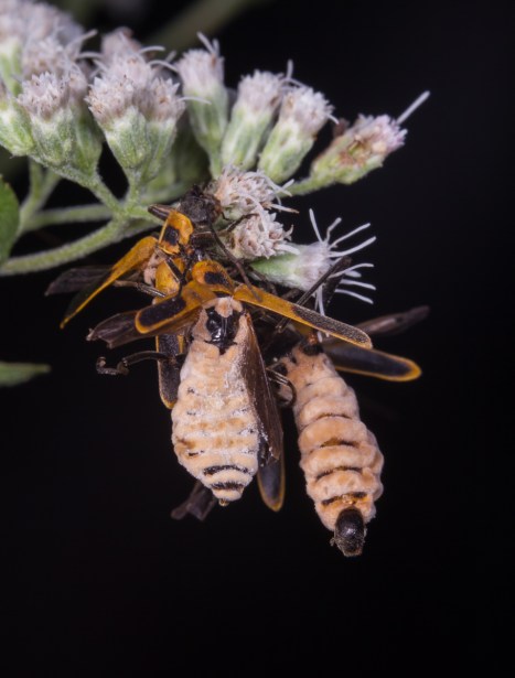 Soldier Beetles parasitized by fungus 1