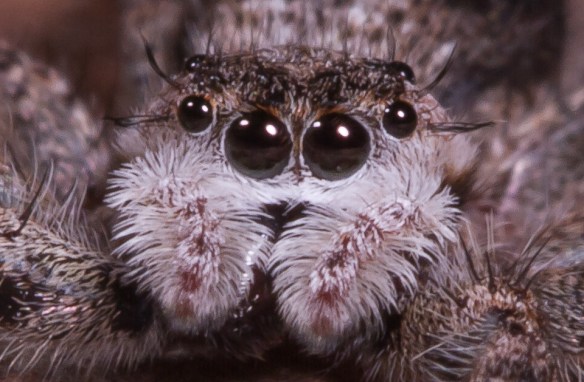 Tan Jumping Spider close-up