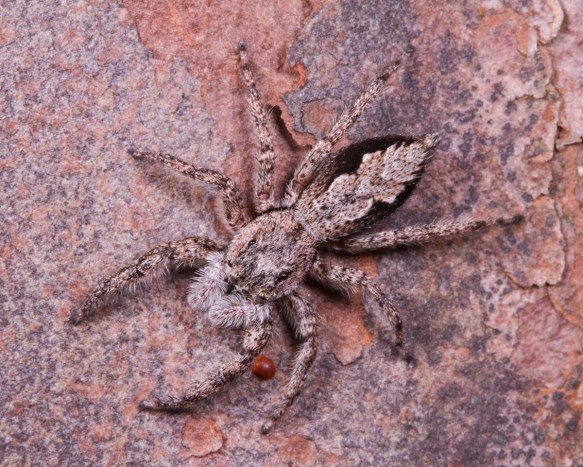 Tan Jumping Spider dorsal view