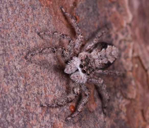 Tan Jumping Spider