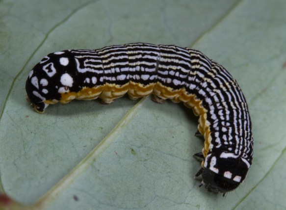 Turbulent Phosphila 1