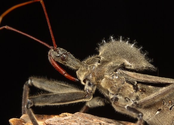 Wheel Bug