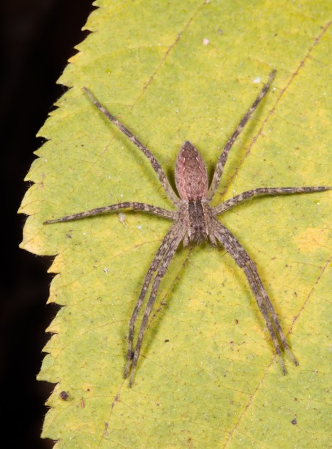 Young Nursery Web Spider