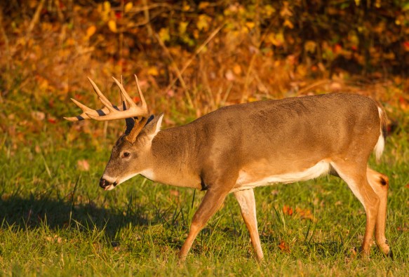 10 point buck at sunset