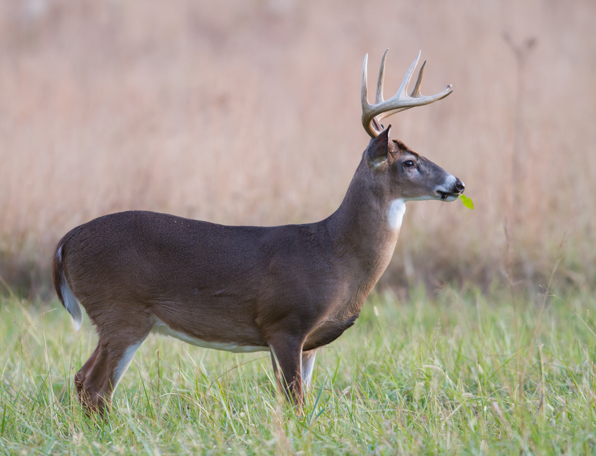 8 point buck 2 – Roads End Naturalist