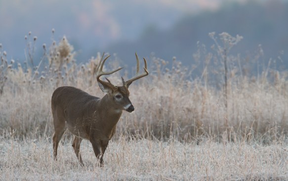 8 point buck in frosty meadow 2