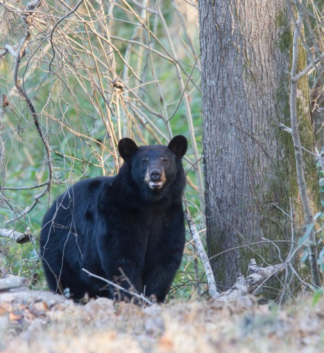 Bear between two of us