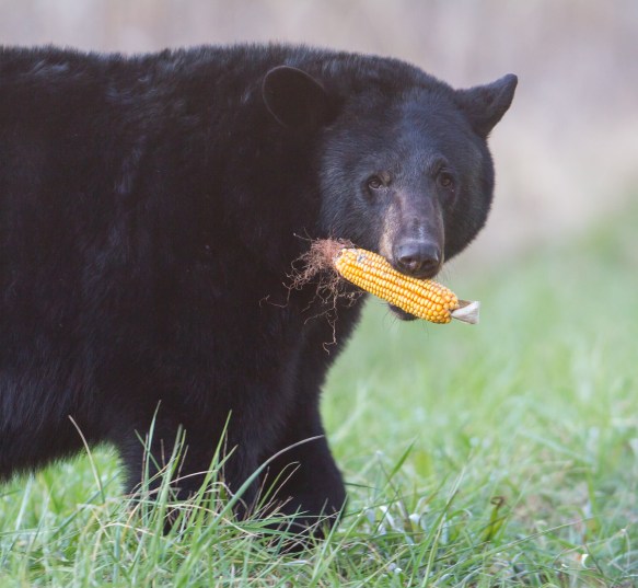 Bear carrying ear of corn