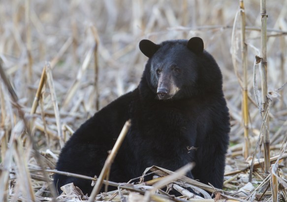 Bear sitting in corn field