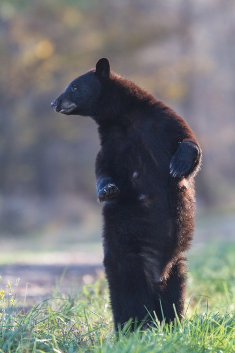 Bear standing on bear rd 1