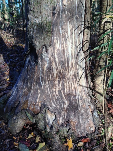 Bear tooth marks on sweet gum