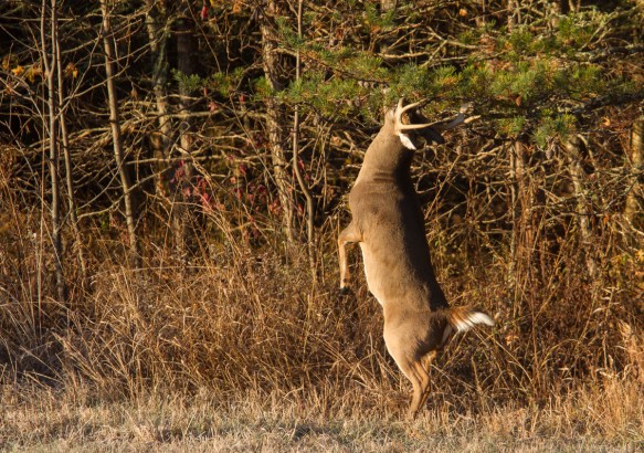 Buck rubbing tree branches