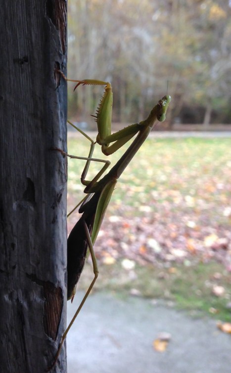 Carolina Mantis on building