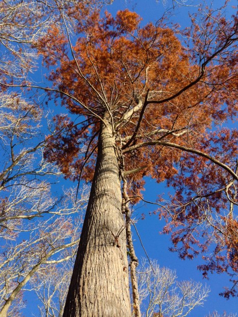 Cypress with fall color